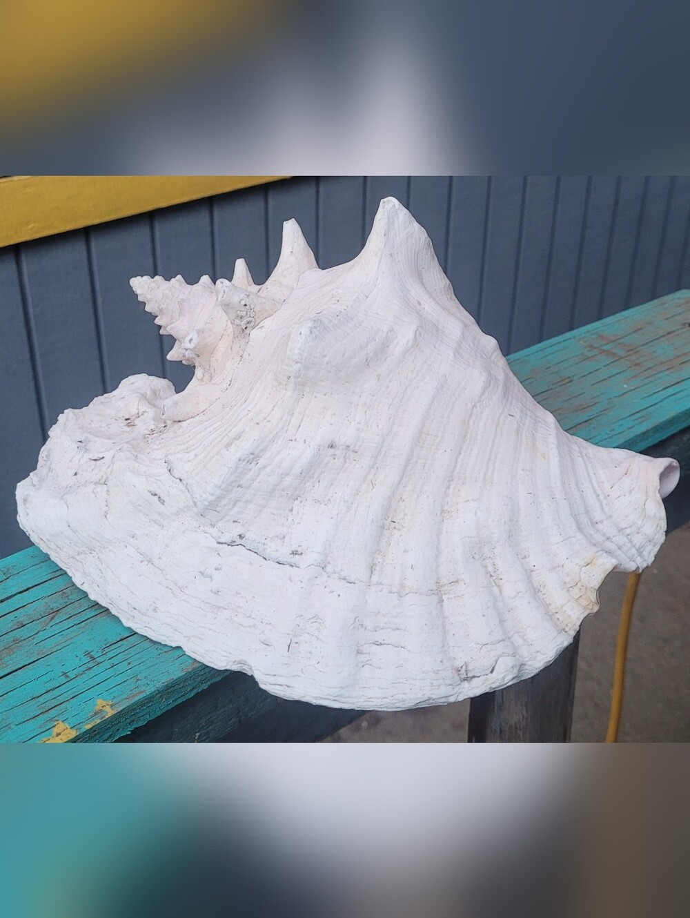 Large Pink and White Conch Shell - Picture 5 of 6